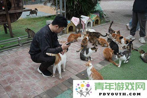 《永恒之塔》联合玩家前往“上海猫岛”参与关爱社区流浪猫的公益活动